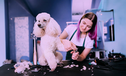 Cicada Blog Post Image 2